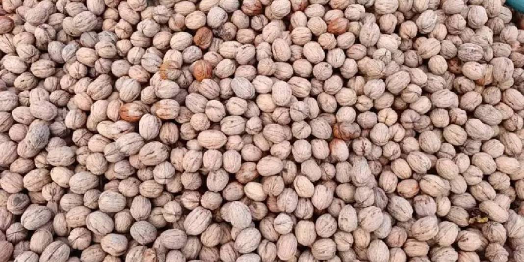 Devlet bedelsiz kiraya verdi köylünün ata mesleği oldu! Yıllardır imece usulü üretiliyor: Kilosunu 310 TL’ye satıyorlar 6